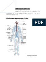 Estructura Del Sistema Nervioso