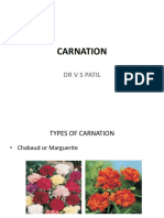 Carnation