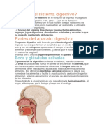 Qué Es El Sistema Digestivo