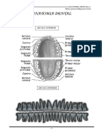 Anatomia Dental