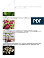 Plantas Ornamentales