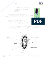 Essential Biology 02.2: Prokaryotes: Ribosomes and A Scale Bar