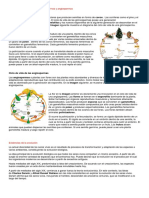 Ciclo de Vida de Las Plantas Gimnospermas y Angiospermas