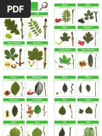 Identification Guide: Rowan Elder Beech Whitebeam Cherry Willow