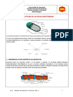 Estructura Bacteriana