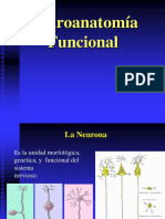 NEUROANATOMIA