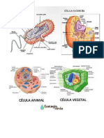 Celula Eucariota y Procariota