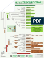 Filogenia Das Traqueófitas - Pôster (Cole Et Al. 2018)