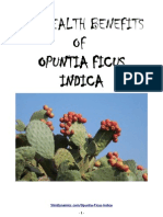 Opuntia Ficus Indica