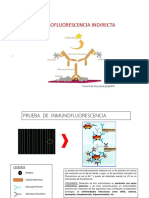 Prueba de Inmunofluorescencia Indirecta (Ifi)