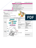 Page of 1 3 Carotid Arteries L2 Vascular Biology: Musculofascial Collar