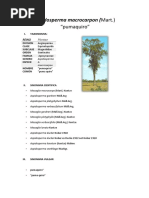 Aspidosperma (Forestal)