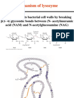 Mechanism of Lysozyme