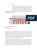 Definición de Congelador IQF La Congelación Individual Rápida