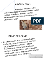 Demodex Canis Veterinaria