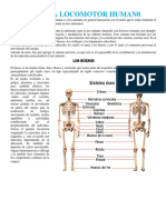 Sistema Locomotor Humano