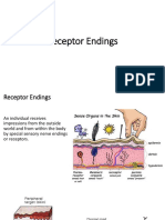 Receptor Endings