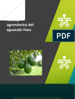 Manejo Agronómico Del Aguacate Hass