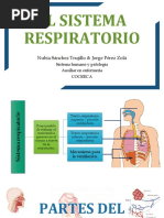 Sistema Respiratorio 