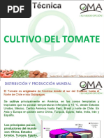 Cultivo de Tomate