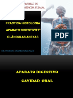 Practica Digestivo Histologia