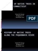 History of Native Trees in Connecticut