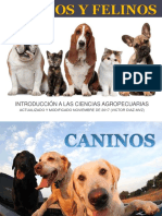 Caninos y Felinos