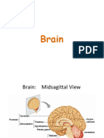 Brain - Unit I