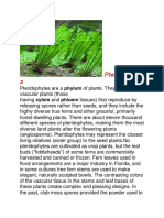 Pteridophyte S: Phylum Xylem Phloem