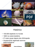 Aula Teórica 7 - Mollusca