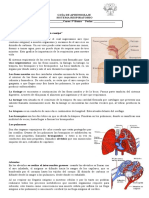 Guia Repaso Sistema Respiratorio