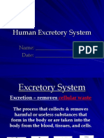 Excretory System