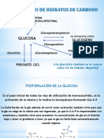 Metabolismo de Hidratos de Carbono