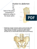 Abdomen - Introduction