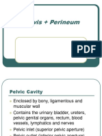 Pelvis Perineum