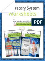 Worksheets: Respiratory System