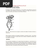 Anatomía y Fisiología Del Sistema Renal