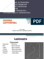 Leptospira