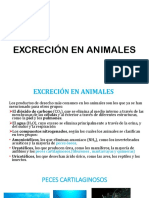 Excreción en Animales