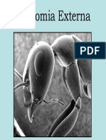 Anatomia Externa Final - II PDF