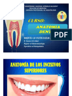 Anatomía de Los Incisivos Superiores