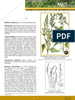 Paico: Chenopodium Chilense