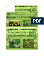 Plantas Curativas