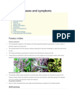 Mango: Diseases and Symptoms: Powdery Mildew