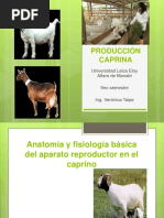 Anatomía Reproductiva de Cabra