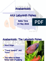 Anabantoids Betta Time