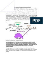 Digestión y Absorción de Grasas en Monogástricos