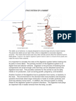 Digestive System of A Rabbit