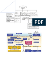 Mapas Conceptuales de Fisiopatologia