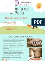 Anatomadelaboca 131128201548 Phpapp02